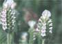 White French Lavender