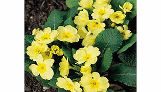 Unbranded Wild Flower Seeds - Primrose