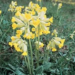 Unbranded Wild Flowers Cowslip Seeds 429810.htm