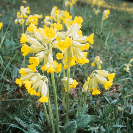 Unbranded Wild Flowers Cowslip Seeds Average Seeds 55