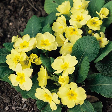 Unbranded Wild Flowers Primrose Seeds Average Seeds 55