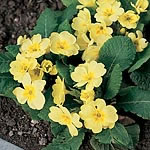 Unbranded Wild Flowers Primrose Seeds