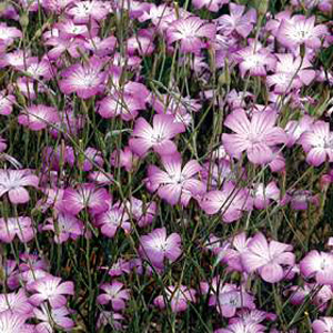 Unbranded Wildflower Corn Cockle Seeds