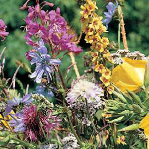 Unbranded Wildflower Meadowland Seeds