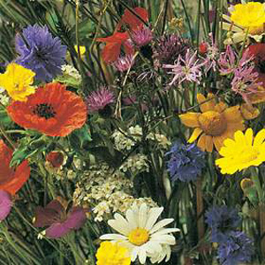 Unbranded Wildflower Mixture Seeds