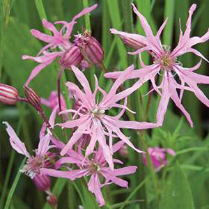 Unbranded Wildflower Ragged Robin Seeds