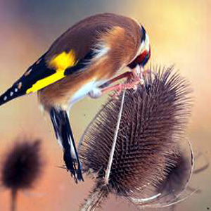 Unbranded Wildflower Teasel Seeds