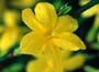 Winter Jasmine