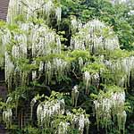 Unbranded Wisteria Floribunda Collection Plants