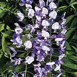 Unbranded Wisteria Floribunda Domino Plant