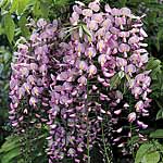 Unbranded Wisteria Floribunda Honi Beni Plant