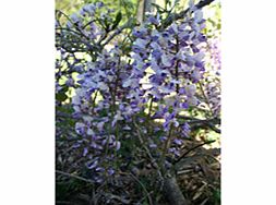 Unbranded Wisteria Plant - Harlequin