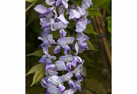 Unbranded Wisteria Plant - x Caroline