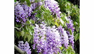 Unbranded Wisteria sinensis Plants