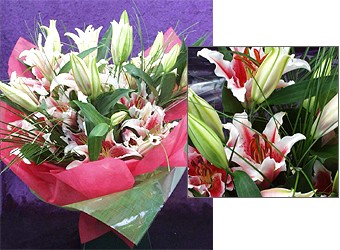 Stargazer Lilies