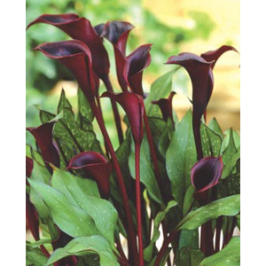 Unbranded Zantedeschia Black Star Bulb