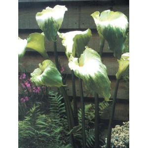 Unbranded Zantedeschia Green Goddess Bulb