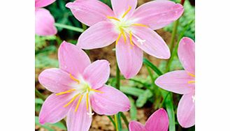 Unbranded Zephyranthus robustus Bulbs