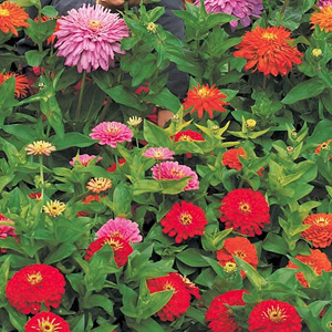 Unbranded Zinnia Big Boy Seeds