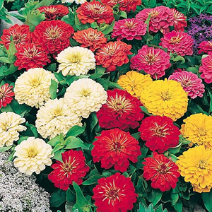 Unbranded Zinnia Bright Spark Mix Seeds