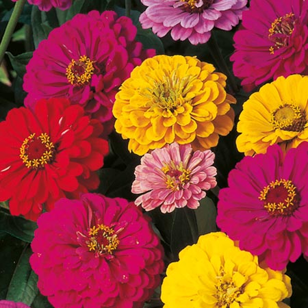 Unbranded Zinnia Dahlia-Flowered Mixed Seeds Average Seeds