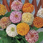 Unbranded Zinnia Jim Jams Seeds 423697.htm