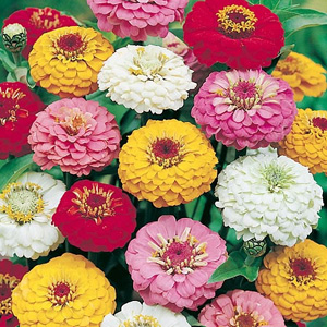 Unbranded Zinnia Oklahoma Mix Seeds