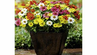 Unbranded Zinnia Plants - Zahara