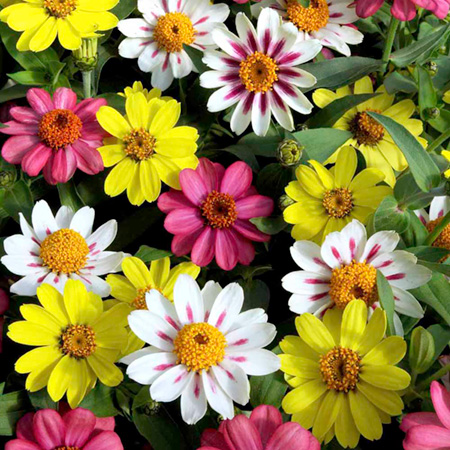 Unbranded Zinnia Raspberry Lemonade Seeds Average Seeds 25