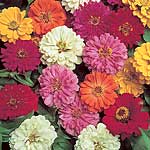 Unbranded Zinnia Short Stuff Mixed Plants