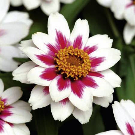 Unbranded Zinnia Starlight Rose Seeds 20 Seeds