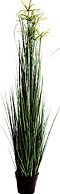 Velda Waterside Plant - Papyrus