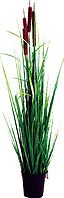 Velda Waterside Plants Bullrush (Typha Minima S)