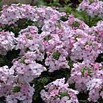 velox Soft Pink Plants 430361.htm