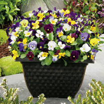 Viola Plants - LUCKY DIP