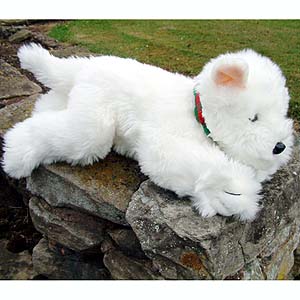 Highland Terrier